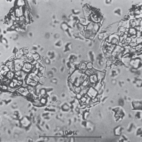 Fig. 4. Fragments from the Allende meteorite